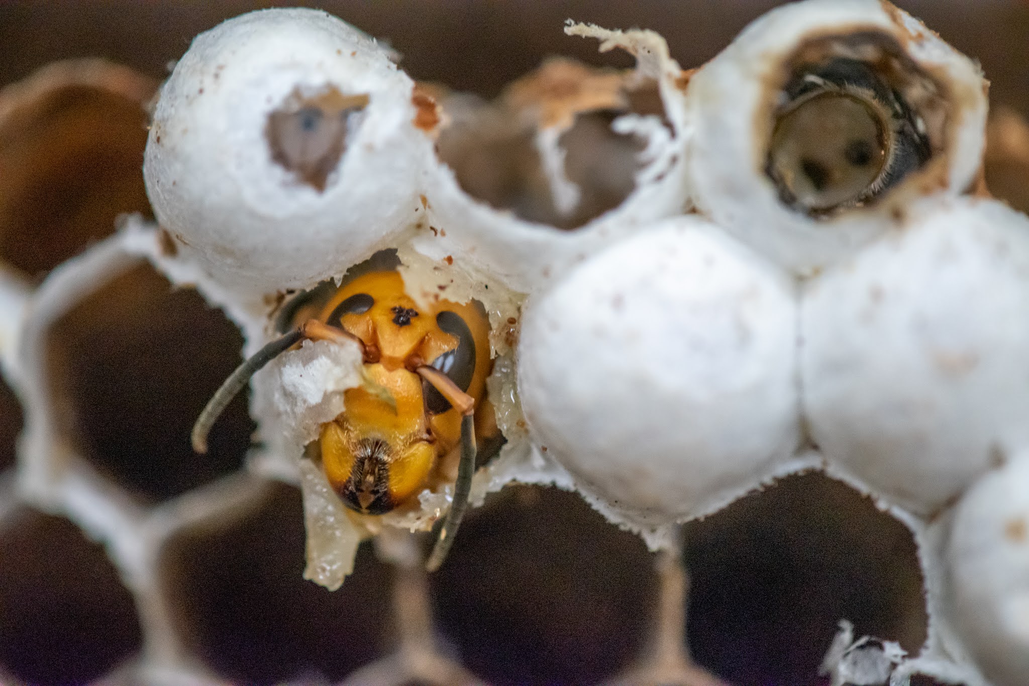 A nest by the numbers - what WSDA found inside the Asian giant hornet nest.