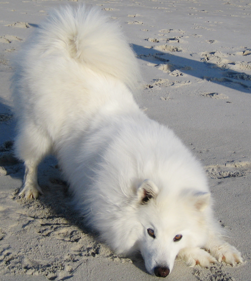 American Eskimo Dog HDWalle