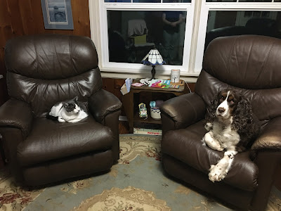 Dog and cat sitting in leather chairs in room with knotty pine walls