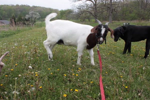 Ba-Gawks: Goat on a rope