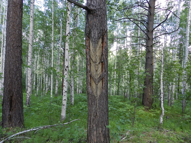 Зарубки на соснах в окрестностях Чертова городища