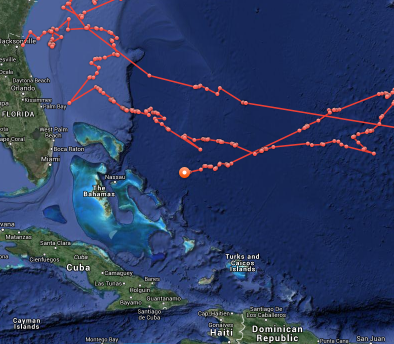 starfish were meant to fly: Shark Track