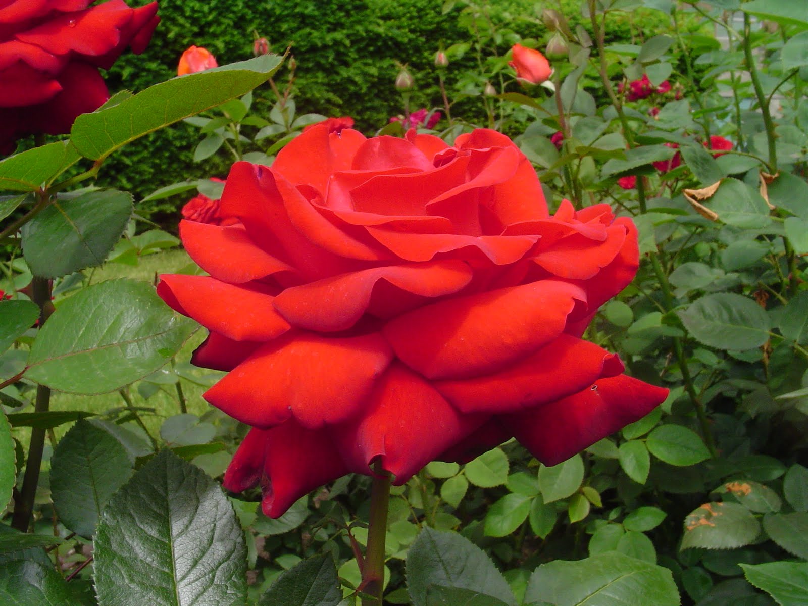 Rosa Indica - Flowers