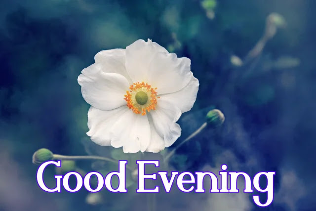 Good Evening Flowers HD Images Collection Download