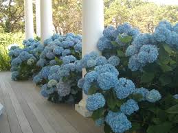 Botanic Bleu Tips To Get Hydrangeas To Bloom