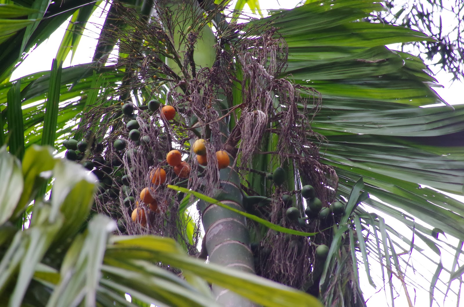 Trees and Plants Betel Nut Palm