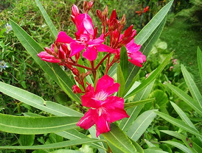 Adelfa (Nerium oleander) de color rosa