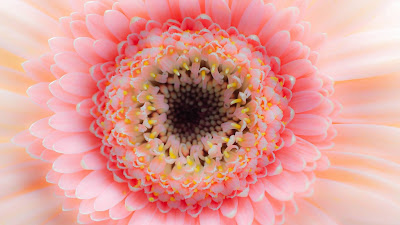 Free HD wallpaper Beautiful pink flower close up