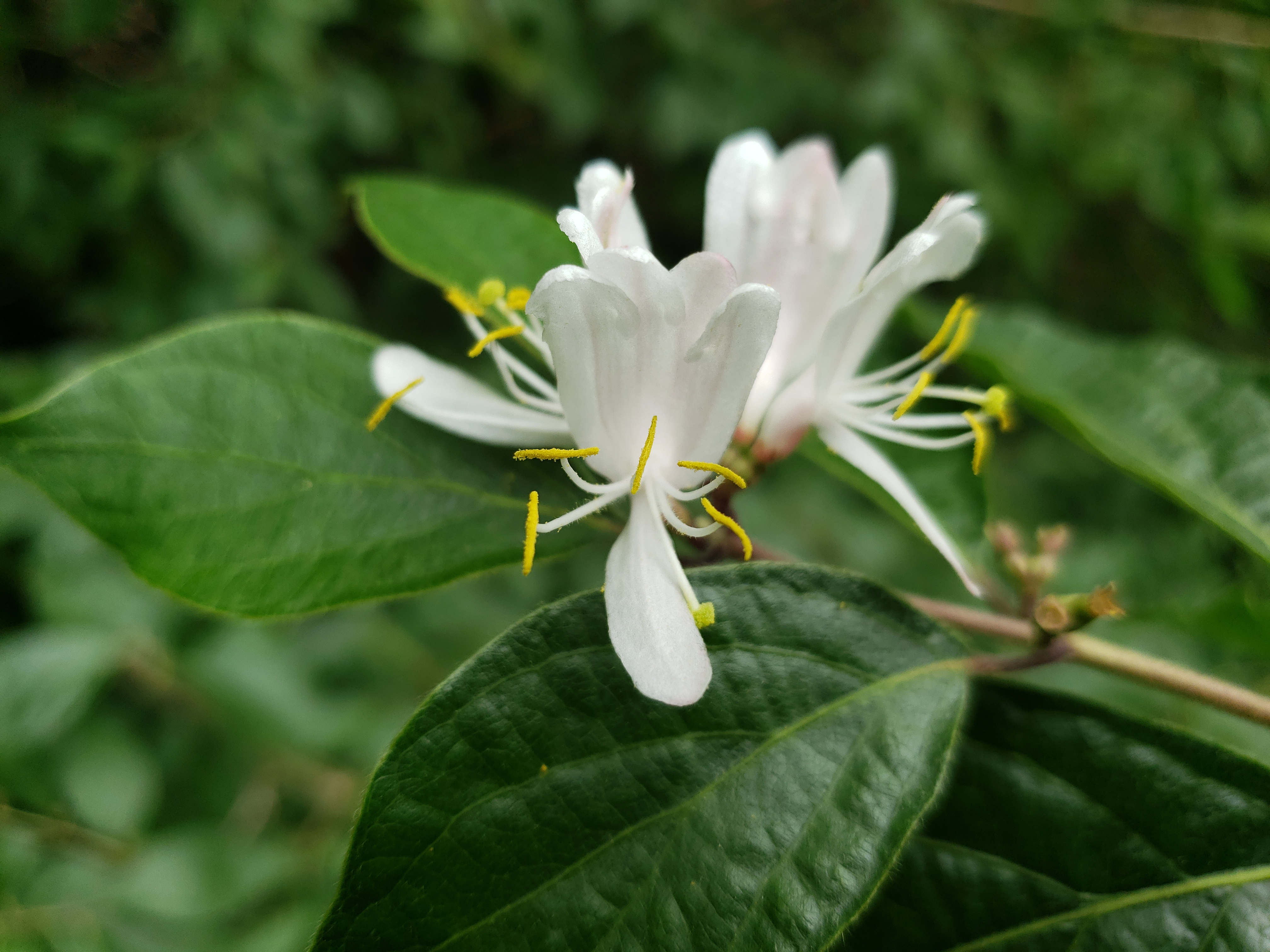 Ben's Journal The Magic of Plant Snap and The Taste of Honeysuckle Tea