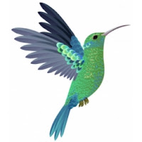 Colibrí