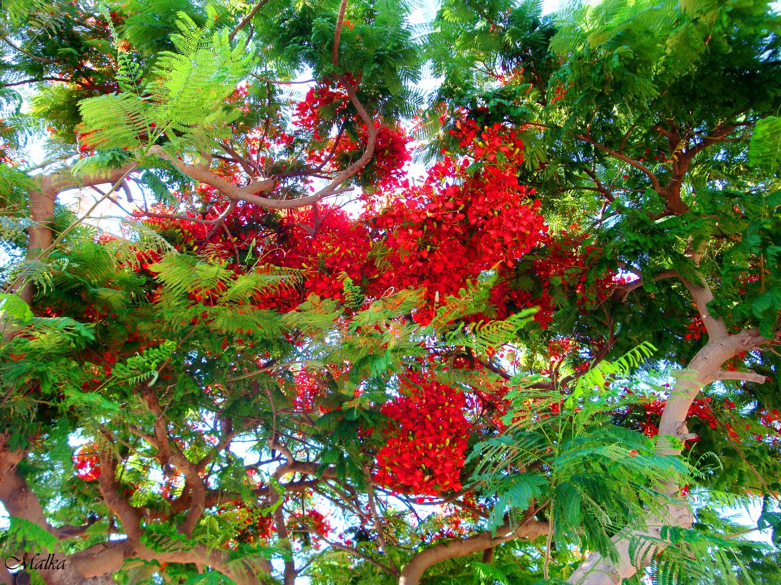 Деревья цветущие красным цветом. Красная Акация дерево. Ленкоранская Акация. Индийская Акация.