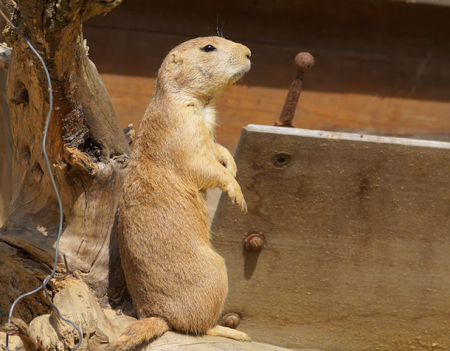 Pippi Langstrumpf, Kunst für Kinder und ein Besuch im Zoo: Ein toller Tag in und um Vejen. Ein Tagesausflug in den Glad Zoo mit der ganzen Familie lohnt sich sehr.