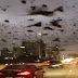 ALGO GRAVE PODRÍA OCURRIR EN EE.UU: MILES DE PÁJAROS NEGROS INVADEN HOUSTON