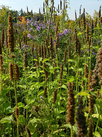 Giant hyssop Agastache foeniculum Toronto Botanical Garden by garden muses-not another Toronto gardening blog