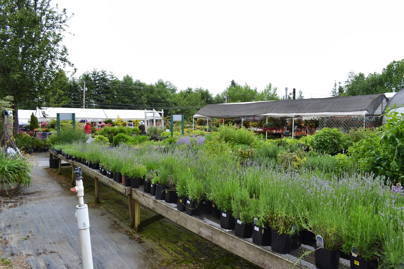 The Outlaw Gardener Vashon Island Part 3; Visiting Kathy's Corner Nursery