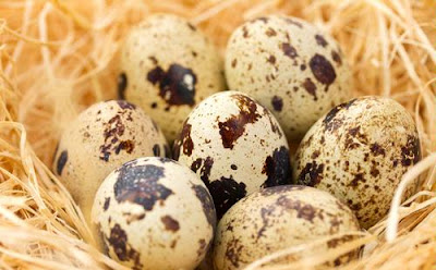 Ternyata, Telur Puyuh Bermanfaat Untuk Mencegah Kanker