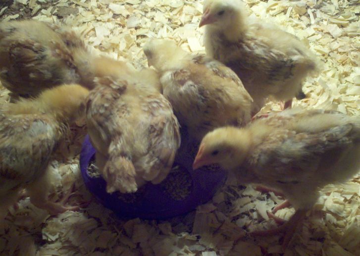 Countrified Hicks Red Rangers Part 2