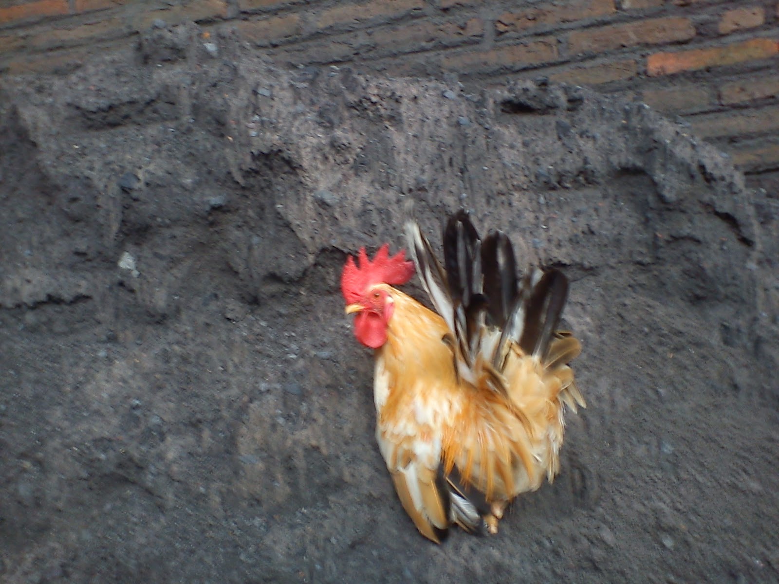  Gambar  Menetaskan Telur Ayam  Kampung Induknya  Daun Ijo 