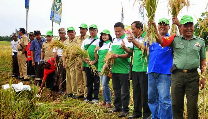 Panen Perdana Padi Ciherang di Tabanan