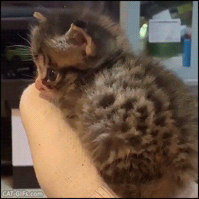 Cute Kitten GIF • Adorable tiny kitten resting on human sock as bed Purrfect spot for a little nap Cute Kitten GIF • Adorable tiny kitten resting on human sock as bed Purrfect spot for a little nap