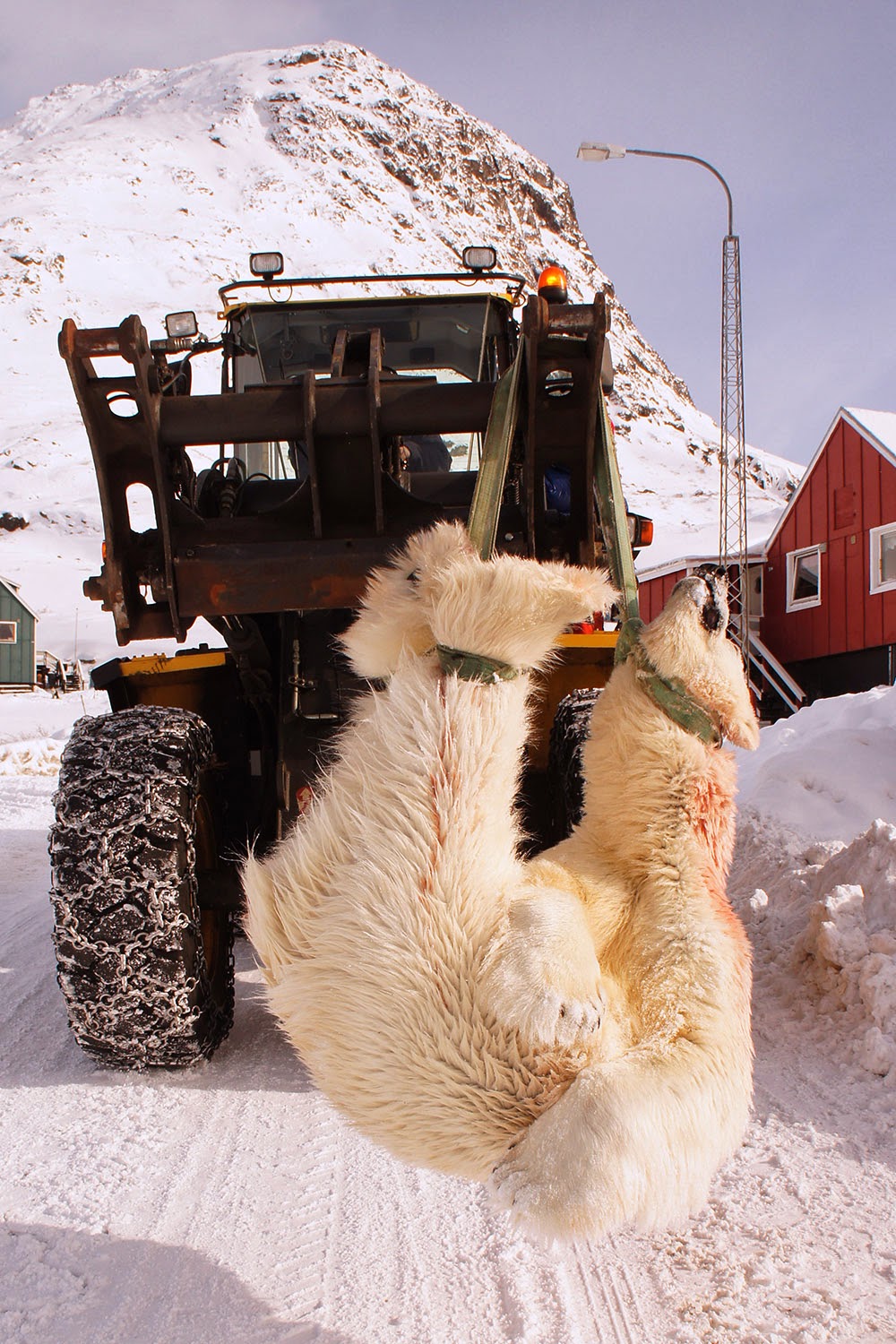 Minnerpaamikpiusinnaasoq Nanoq