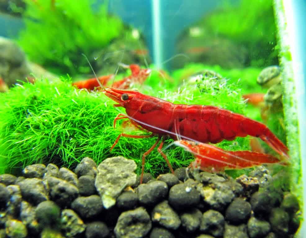 pemberian pakan budidaya udang red cherry