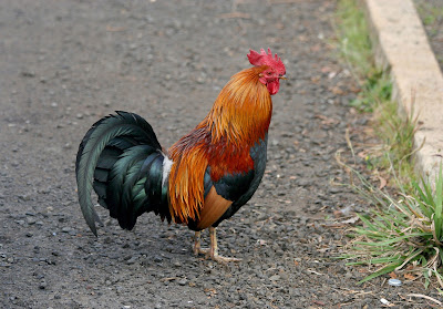 Ayam peliharaan (Gallus gallus domesticus)