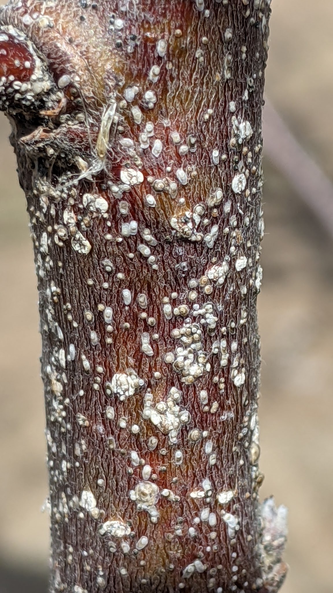 Fruit Tree Pruning at Its Best San Jose Scale