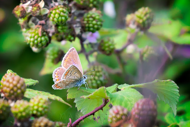 Close up image of a common blue butterfly at Ouse Fen Nature Reserve