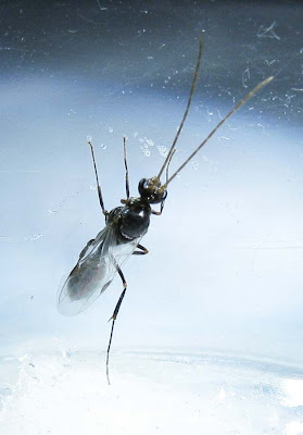 male alate or drone of Odontomachus simillimus