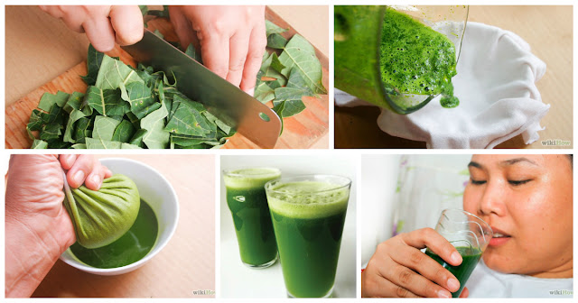 New Study Reveals That Papaya Leaf May Be a Powerfull Anti-cancer Food