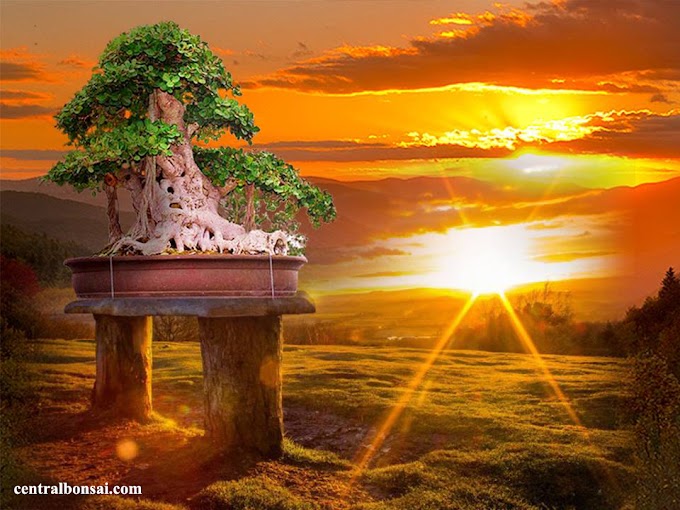 Cara Merawat Bakalan Bibit Bonsai Harian