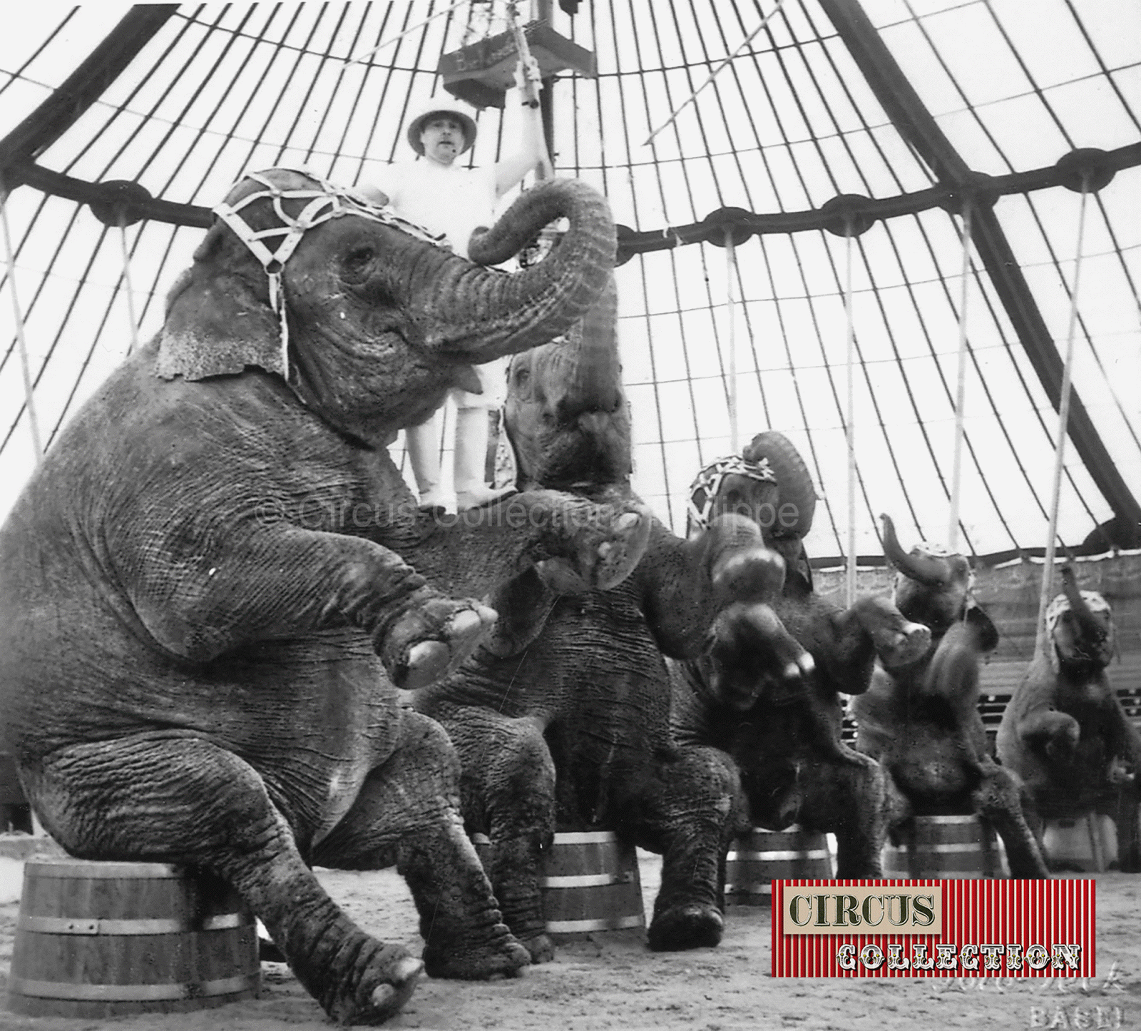 Charles Knie et ses éléphants dans le manège du cirque National Suisse