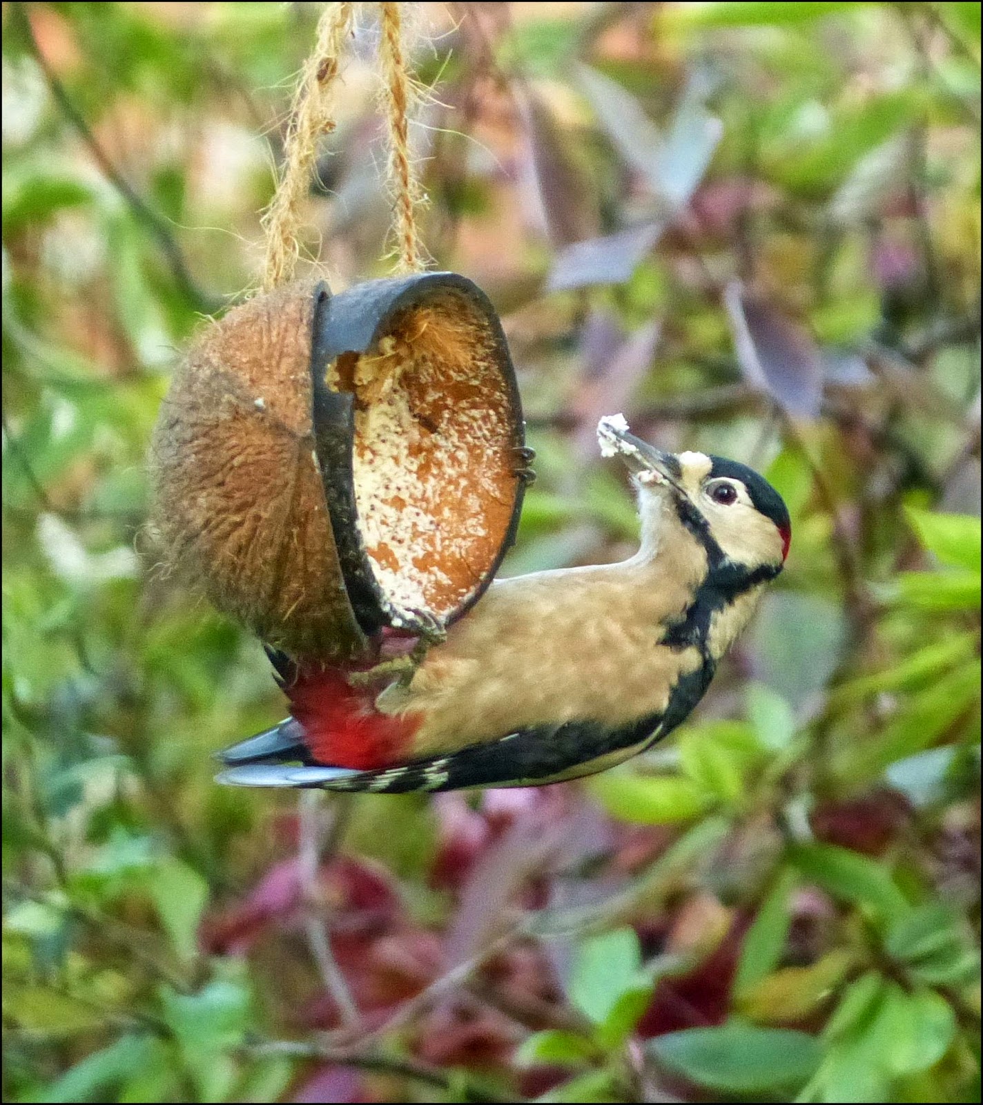 Wild and Wonderful: RSPB Big Garden Birdwatch 2015
