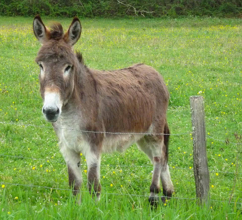 Living the life in SaintAignan Keeping donkeys