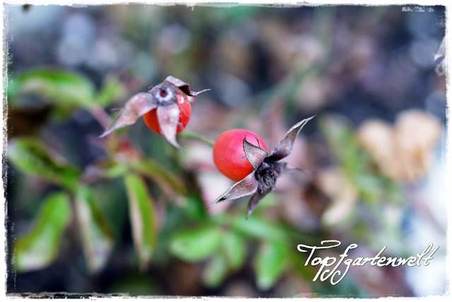 Hagebutten von Rose Rotes Meer