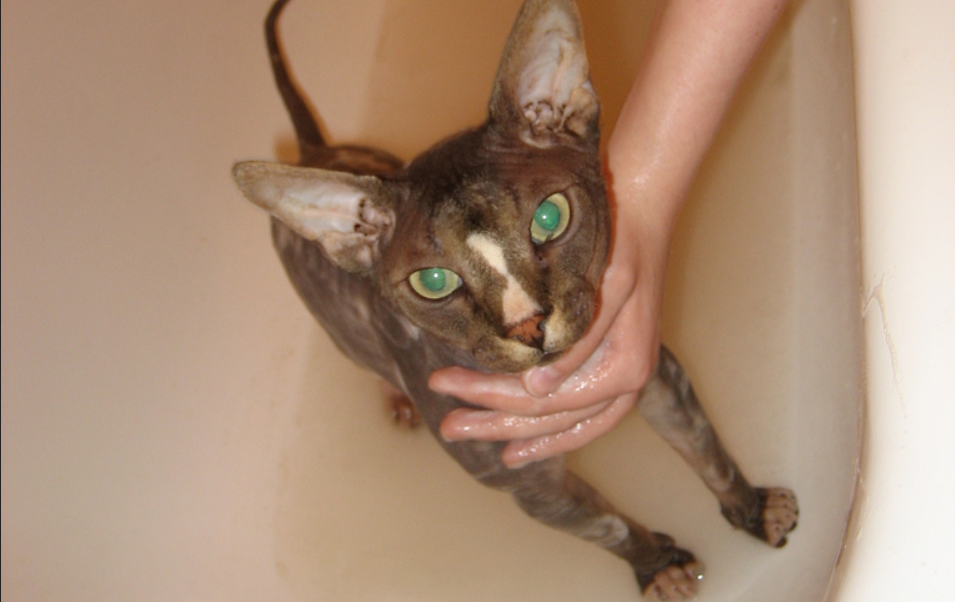 Cat Supplies Guide cat bath