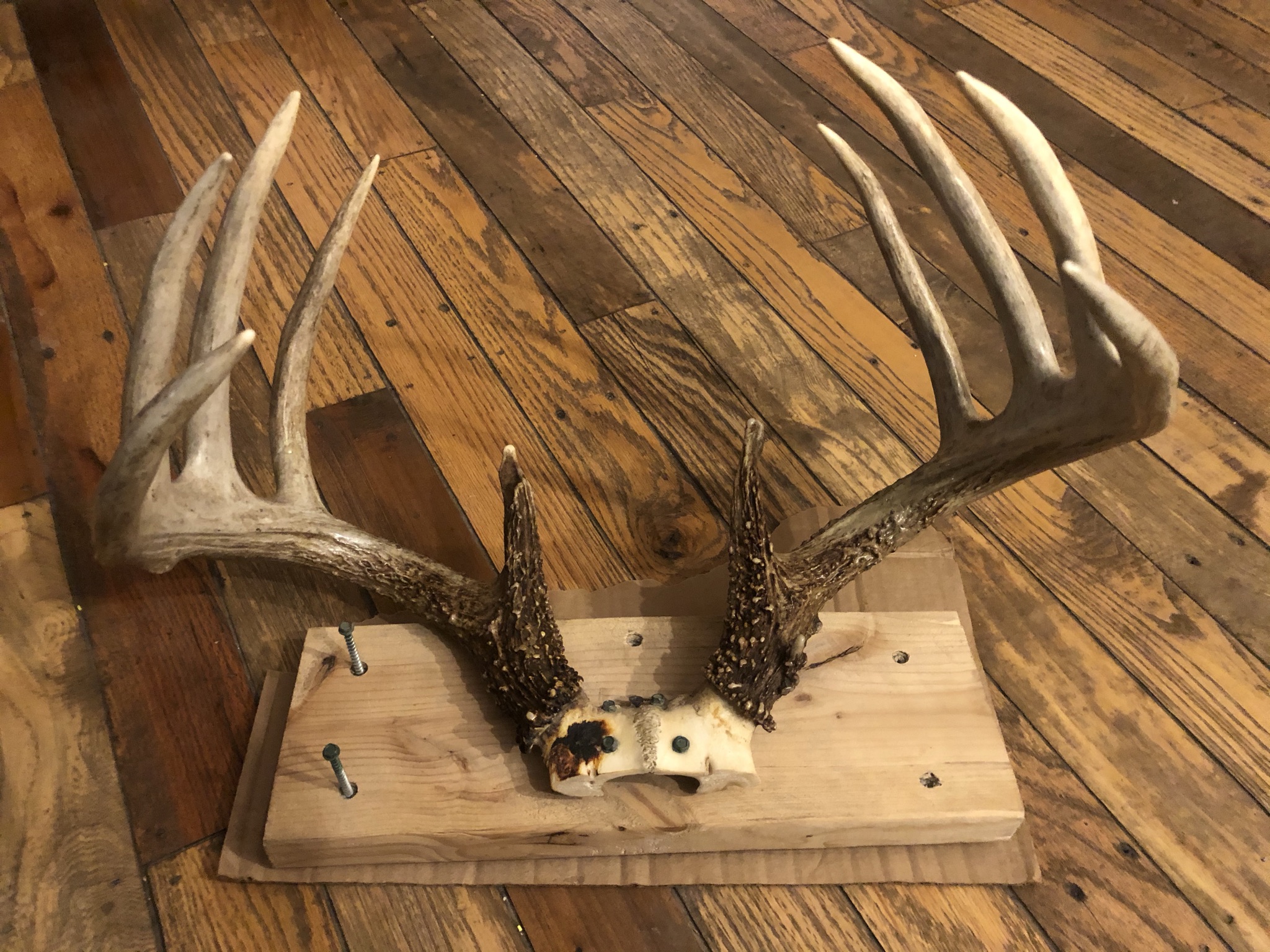 How to Restore Broken Deer Antlers
