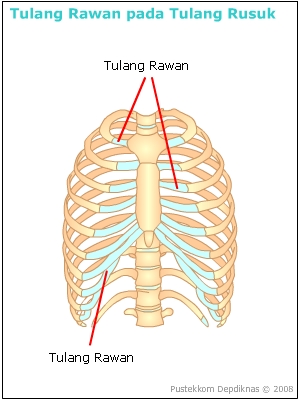 Sistem Gerak Manusia, Rangka (Tulang), Jenis dan Fungsi ...