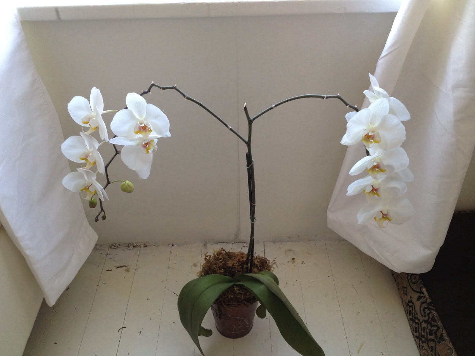 Love WHITE orchids.