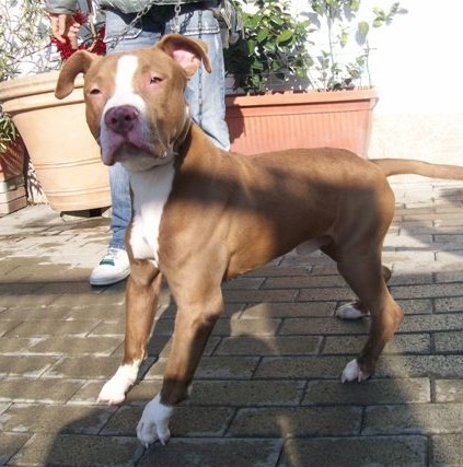 un pit bull per amico luglio 2010
