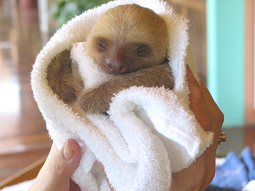 baby_sloth.jpg