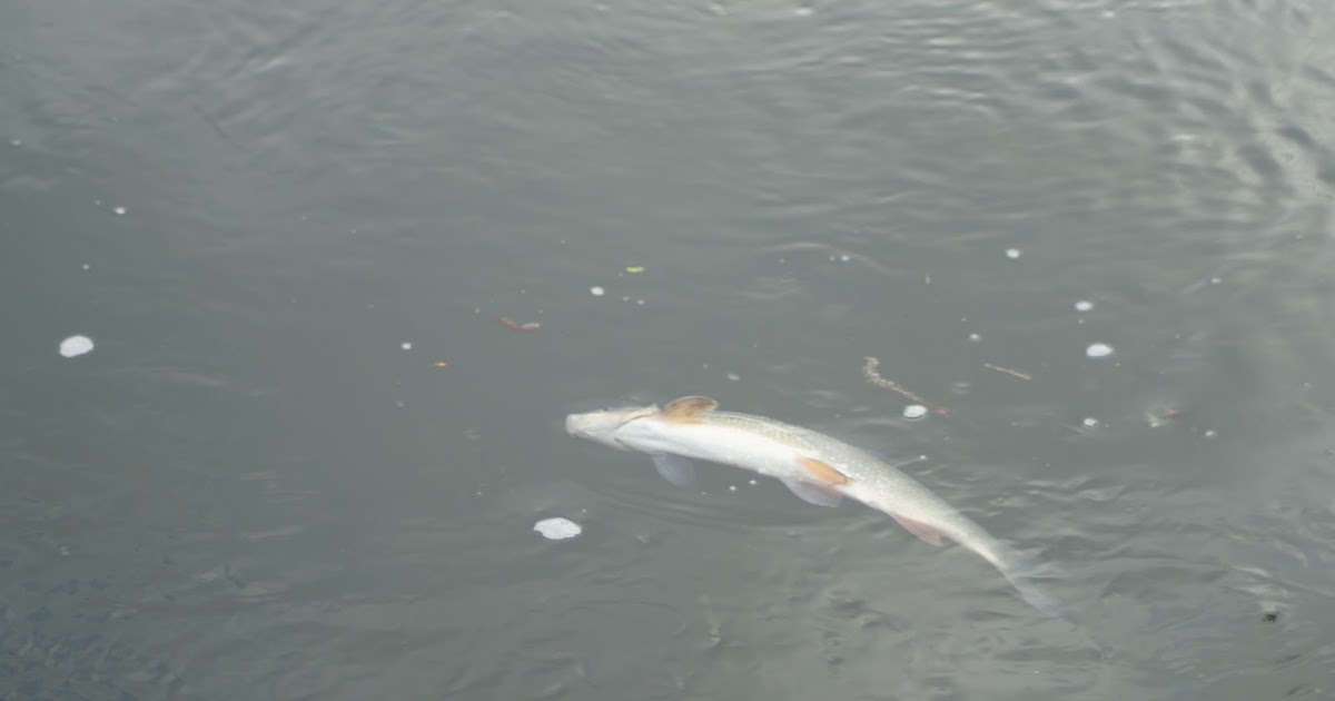 Carl Gibsons Blog für Literatur, Geschichte, Politik und Zeitkritik ...