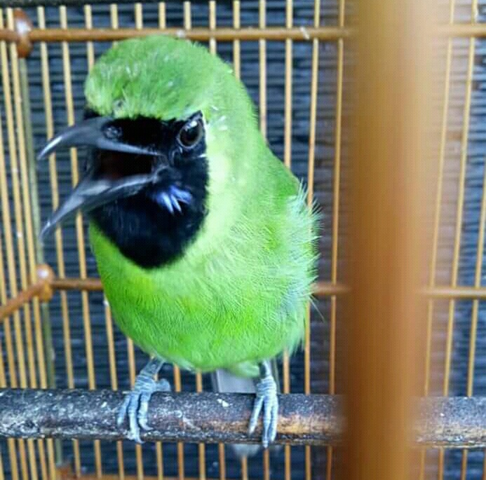 Cara Cepat Membuat Cucak Ijo Jambul Ngentrok Pamankicau