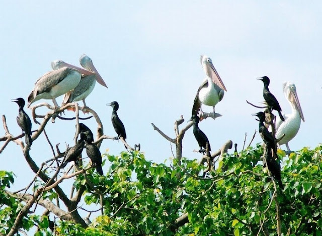 Bang Lang stork garden