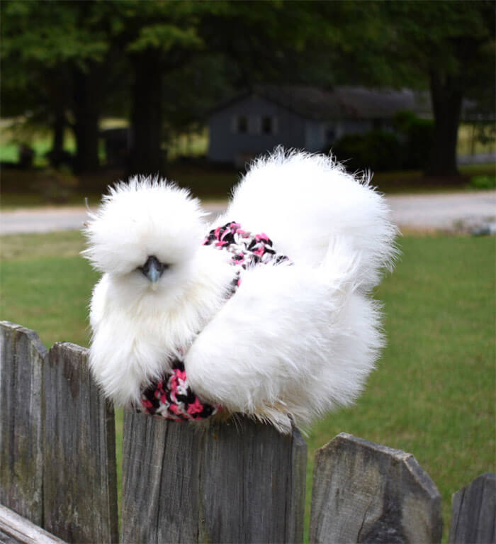 These Fashionable Chickens Are Ready For Fall With Their Stylish Knitted Outfits