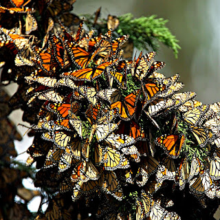 Monarch butterflies (public domain photo)