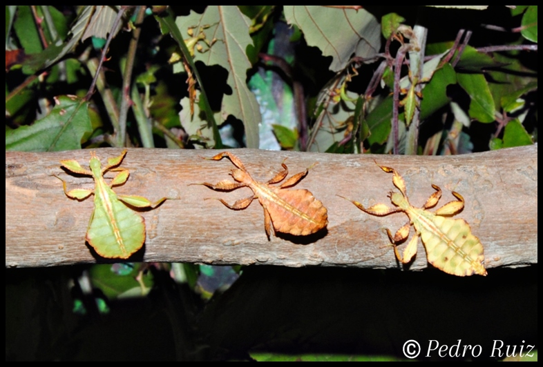Diferentes coloraciones en ninfas de Phyllium philippinicum Diferentes coloraciones en ninfas de Phyllium philippinicum