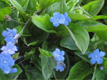 Omphalodes cappadocica-Navel-seed