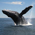 Samaná y Bahía Príncipe Hotel & Resorts se prepara para recibirl a las ballenas jorobadas